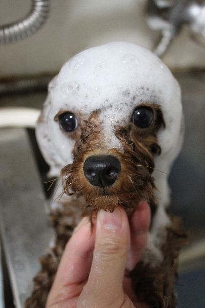 千葉県船橋市のトイプードルのシャンプー画像