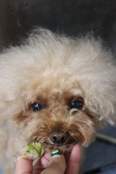 千葉県千葉市のトイプードルの歯磨き画像