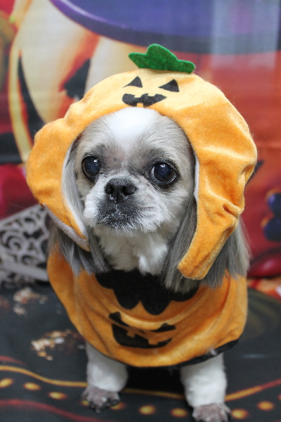 千葉県鎌ケ谷市のシーズーのトリミング画像