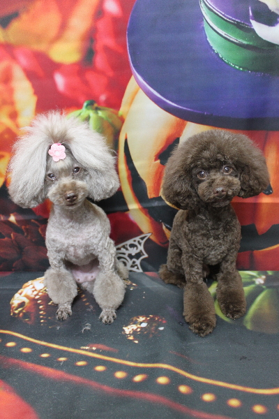 千葉県船橋市のトイプードルのトリミング画像