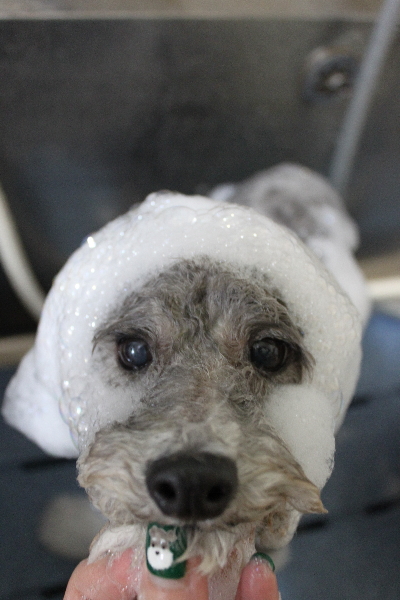 千葉県船橋市のトイプードルのシャンプー画像