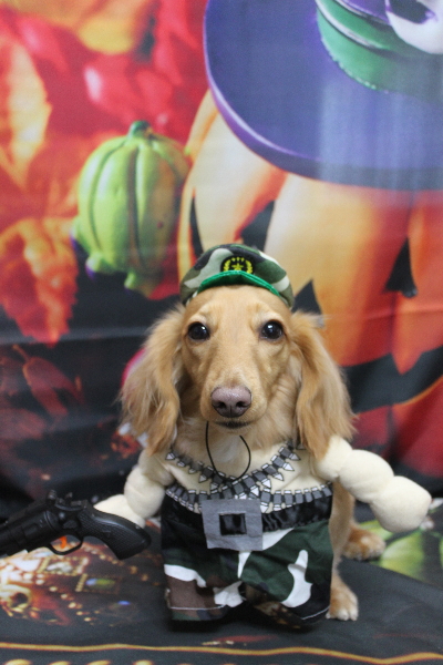 千葉県船橋市のミニチュアダックスのトリミング画像