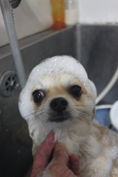 千葉県船橋市のミックス犬のシャンプー画像