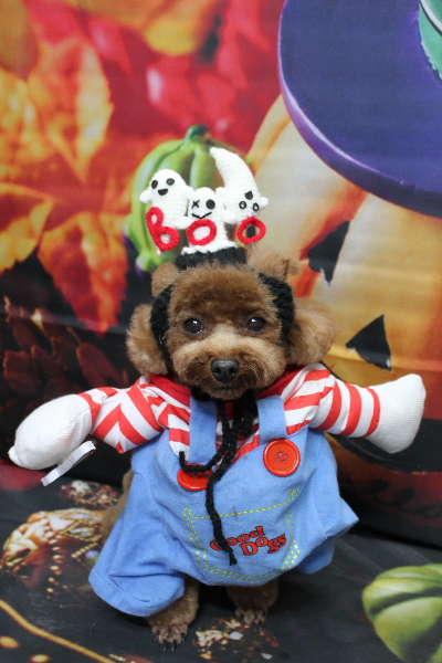 千葉県鎌ケ谷市トイプードルのトリミング画像