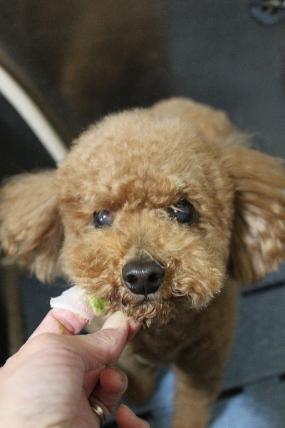千葉県船橋市のトイプードルの歯磨き画像
