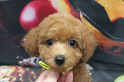 トイプードルブリーダーの子犬、トリミング画像