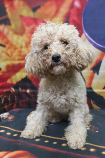 トイプードルブリーダーの成犬、トリミング前画像