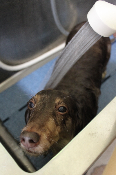 千葉県松戸市のミニチュアダックスのオゾンシャワー画像