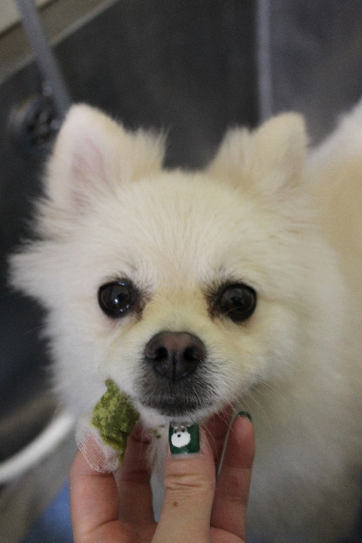 東京都港区のポメラニアンの歯磨き画像