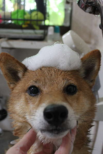 千葉県船橋市の豆柴のシャンプー画像