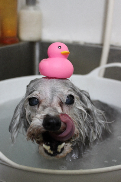 千葉県印西市のトイプードルの炭酸泉画像