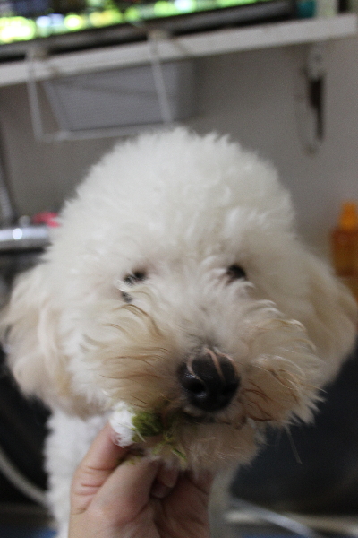 千葉県船橋市のトイプードルの歯磨き画像