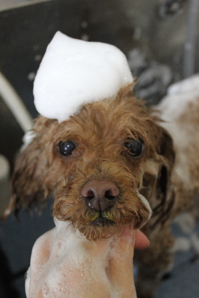 千葉県船橋市のトイプードルのシャンプー画像