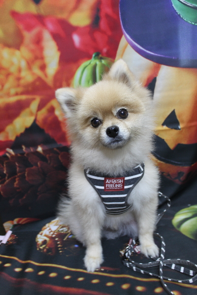 千葉県船橋市のポメラニアンのトリミング前画像