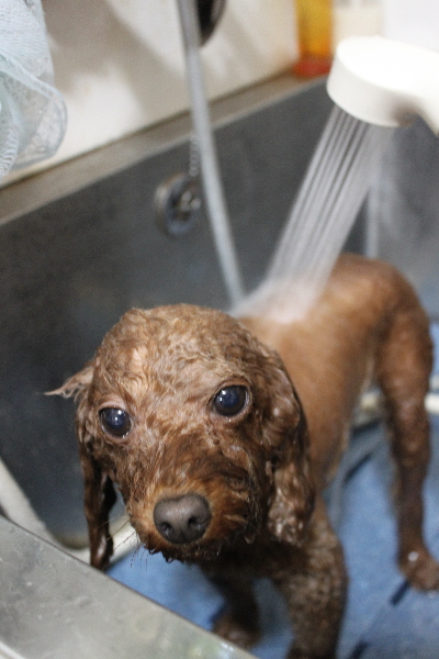 千葉県市川市のトイプードルのオゾンシャワー画像