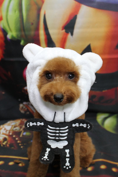 千葉県船橋市のトイプードルのトリミング画像