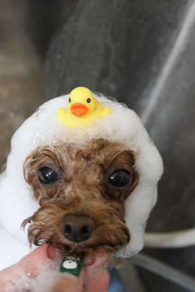 千葉県千葉市のトイプードルのシャンプー画像