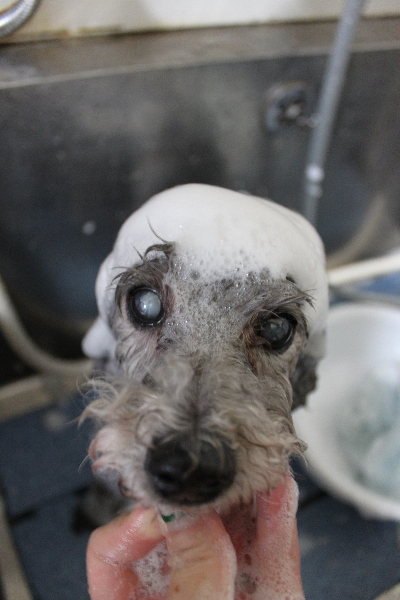 千葉県船橋市のトイプードルのシャンプー画像