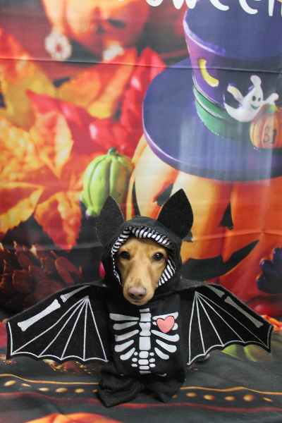 千葉県船橋市のミニチュアダックスのトリミング画像