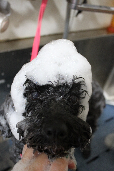 千葉県鎌ヶ谷市のトイプードルのシャンプー画像