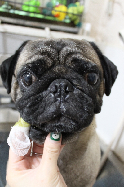 千葉県鎌ケ谷市のパグの歯磨き画像