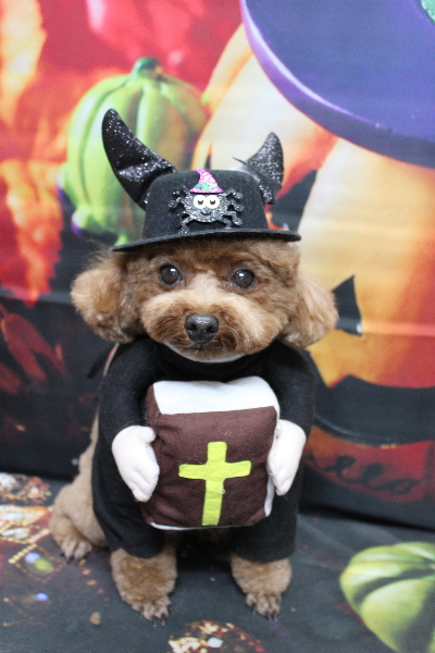 千葉県鎌ケ谷市トイプードルのトリミング画像