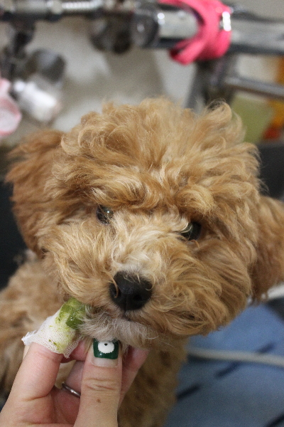 千葉県船橋市のトイプードルの歯磨き画像