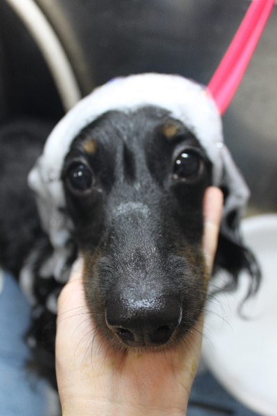 千葉県鎌ケ谷市のミックス犬のシャンプー画像