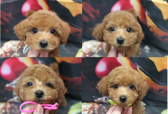 トイプードルブリーダーの子犬、トリミング画像