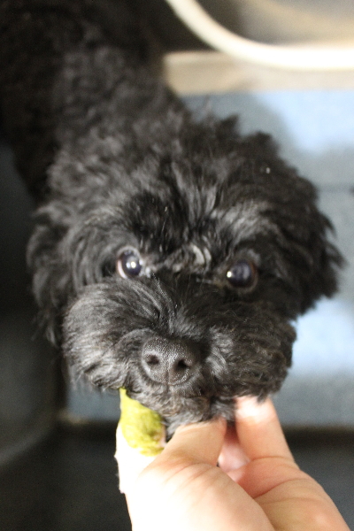 千葉県鎌ヶ谷市のトイプードルの歯磨き画像