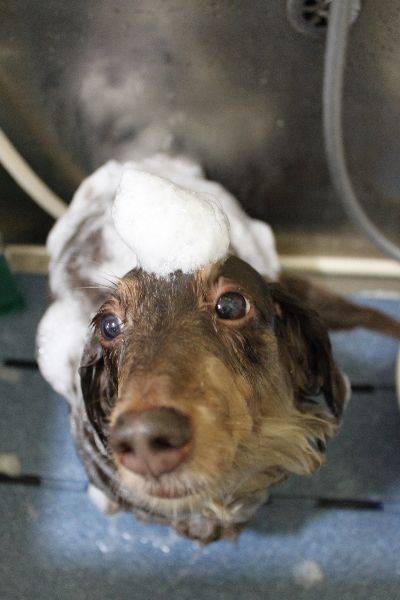 千葉県松戸市のミニチュアダックスのシャンプー画像