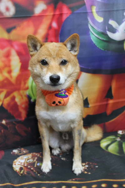 千葉県船橋市の豆柴のトリミング画像