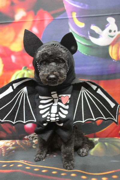 千葉県松戸市のトイプードルのトリミング画像