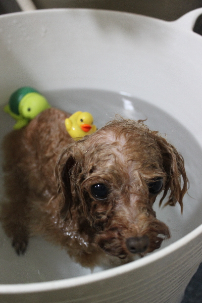 千葉県印西市のトイプードルの炭酸泉画像