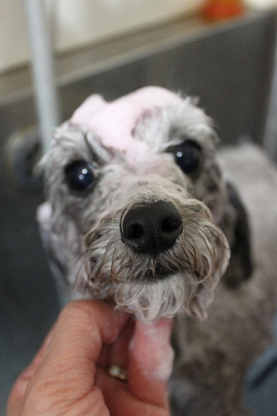 千葉県船橋市のトイプードルのピンクパック画像