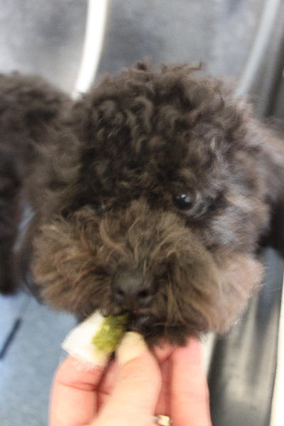 千葉県船橋市のトイプードルの歯磨き画像