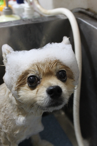 千葉県船橋市のポメラニアンのシャンプー画像