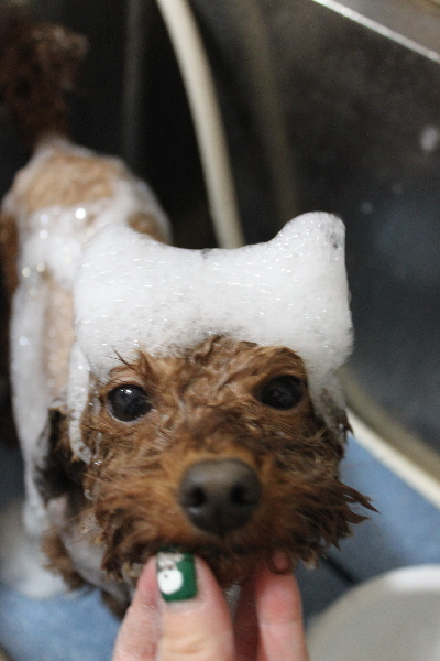 千葉県市川市のトイプードルのシャンプー画像