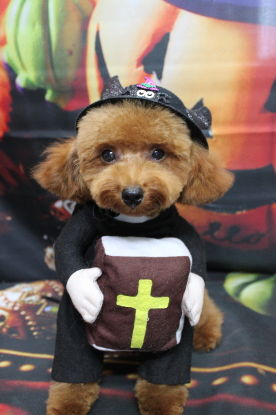 千葉県船橋市のトイプードルのトリミング画像