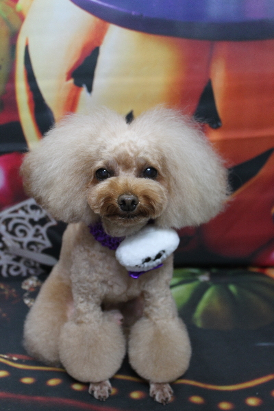 千葉県千葉市のトイプードルのトリミング画像