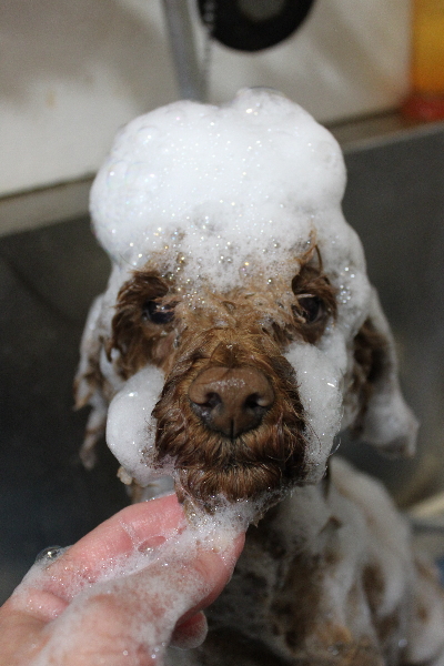 千葉県鎌ケ谷市トイプードルのシャンプー画像