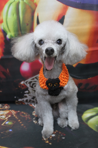 千葉県船橋市のトイプードルのトリミング画像