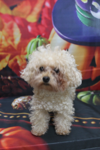 千葉県鎌ケ谷市のトイプードルトリミング前画像