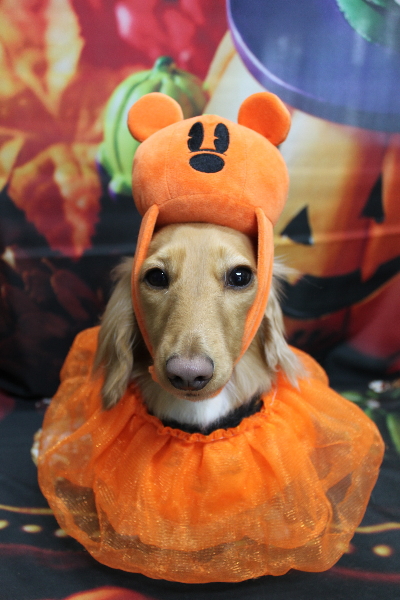 千葉県船橋市のミニチュアダックスのトリミング画像