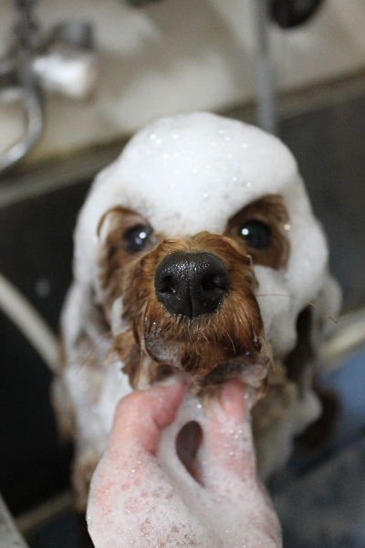 千葉県鎌ヶ谷市のトイプードルのシャンプー画像