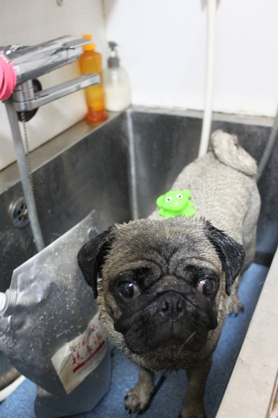 千葉県鎌ケ谷市のパグの泥パック画像