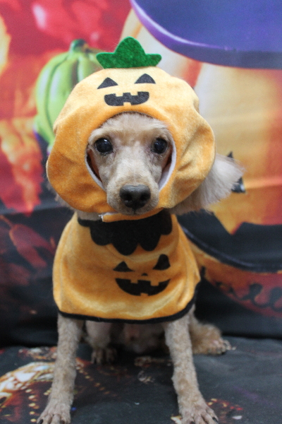 千葉県船橋市のトイプードルのトリミング画像