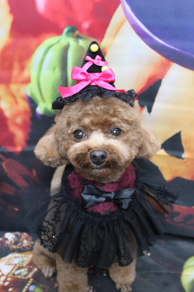 千葉県鎌ケ谷市トイプードルのトリミング画像