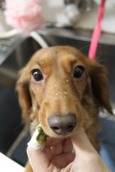 千葉県鎌ケ谷市のミニチュアダックスの歯磨き画像