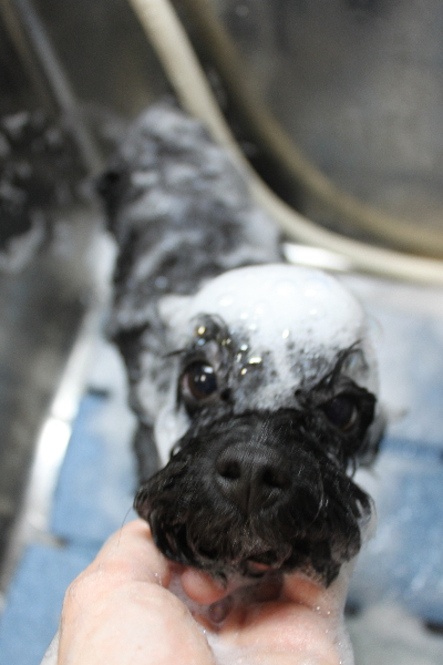 千葉県鎌ヶ谷市のトイプードルのシャンプー画像